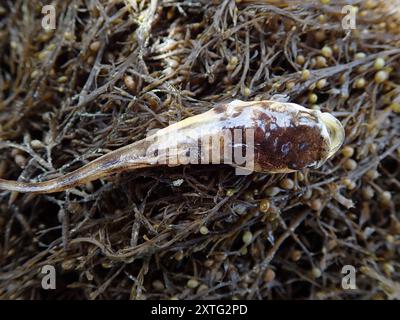 Plainfin Midshipman (Porichthys notatus) Actinopterygii Stockfoto