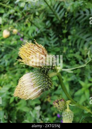 Gelbe Thistle (Cirsium erisithales) Plantae Stockfoto