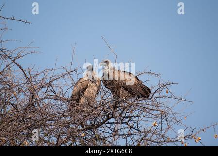 Afrikanischer Weißgeier (Gyps africanus), der auf einem Baum thront. Fotografiert in Namibia Stockfoto