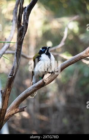 Der blaue Honeyeater hat einen schwarzen Kopf, eine weiße Brust, goldene olivgrüne Flügel und eine blaue Augenbraue Stockfoto