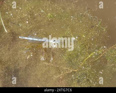 Östlicher Gabelschwanz (Ischnura verticalis) Insecta Stockfoto