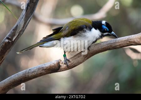 Der blaue Honeyeater hat einen schwarzen Kopf, eine weiße Brust, goldene olivgrüne Flügel und eine blaue Augenbraue Stockfoto