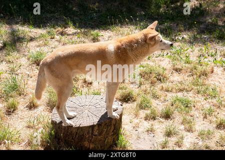 Dingos haben in der Regel einen Ingwermantel und die meisten haben weiße Markierungen an den Füßen, der Schwanzspitze und der Brust. Stockfoto