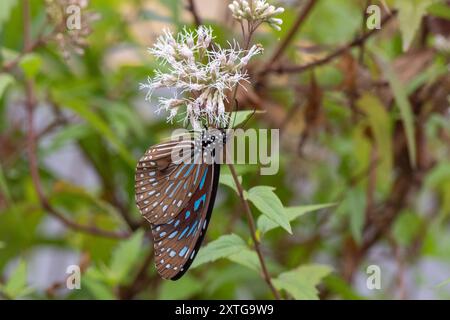 Dunkelblauer Tiger Schmetterling (Tirumala septentrionis) Insecta Stockfoto