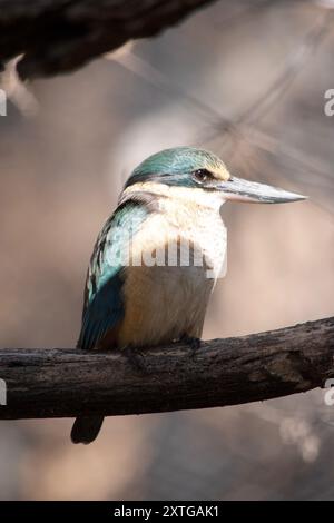 Der verängstigte eisvogel hat einen türkisblauen Rücken, einen türkisblauen Rumpf und Schwanz, weißes Unterteil und einen breiten cremefarbenen Kragen. Stockfoto