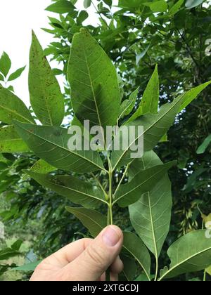 Grünasche (Fraxinus pennsylvanica) Plantae Stockfoto