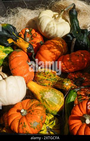 Bunte Kürbisse und Kürbisse in verschiedenen Formen und Größen, ruhen auf einem Stroh, Herbsternte Stockfoto