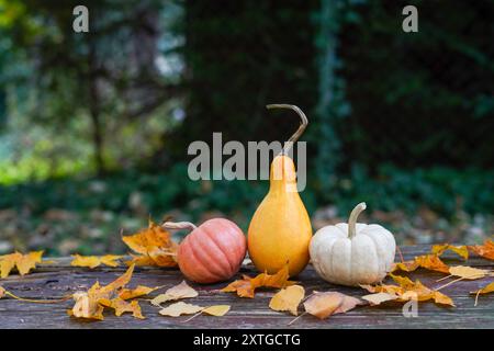 Kürbisse und Kürbisse sind auf einer Holzfläche angeordnet, umgeben von herabfallenden Herbstblättern, mit einem verschwommenen Waldhintergrund Stockfoto