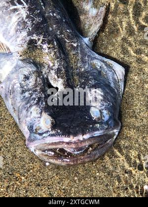 Plainfin Midshipman (Porichthys notatus) Actinopterygii Stockfoto