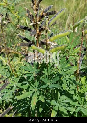 Lupine (Lupinus latifolius) Plantae Stockfoto
