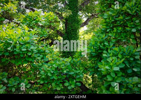 Das Gropius House - Lincoln, MA - das historische Neuengland. Ein großer Hartholzbaum, bedeckt mit üppigen grünen Reben, umgeben von üppigem Laub im Bauhaus in Stockfoto