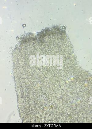 (Resinomycena rhododendri) Pilze Stockfoto