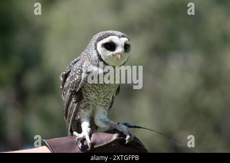 Die weniger rußige Eule hat eine dunkelrußgraue Farbe, mit großen Augen in einem grauen Gesicht, feinen weißen Flecken oben und unten und einem blassen Bauch. Stockfoto