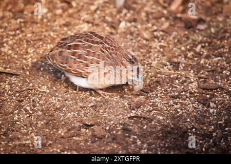 Die kleine Knopfwachtel ist ein kleiner rötlich-brauner Vogel mit schmalen weißen Streifen auf den oberen Teilen Stockfoto