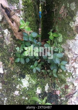 acorn peperomia (Peperomia tetraphylla) Plantae Stockfoto