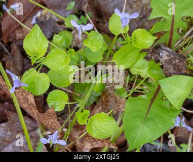 Labrador Violet (Viola labradorica) Plantae Stockfoto