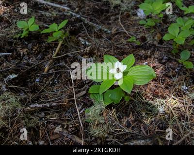 Westliche Bunchberry (Cornus unalaschkensis) Plantae Stockfoto