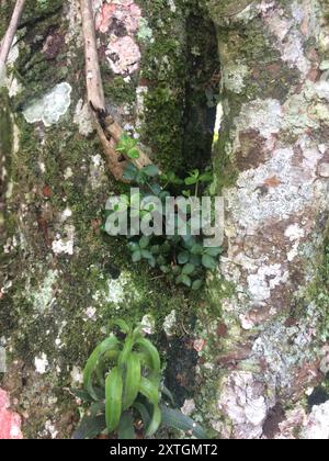 acorn peperomia (Peperomia tetraphylla) Plantae Stockfoto