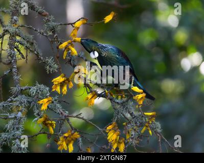 Neuseeländische Vogelfütterung in einem einheimischen Kowhai-Baum Stockfoto