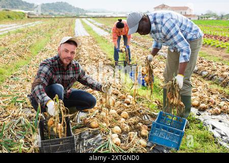 Farmarbeiter sammeln getrocknete gelbe Zwiebelzwiebeln auf dem Feld Stockfoto