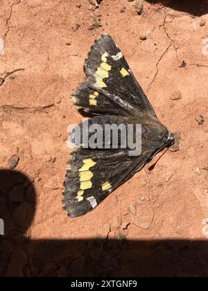 Yucca Giant-Skipper (Megathymus yuccae) Insecta Stockfoto