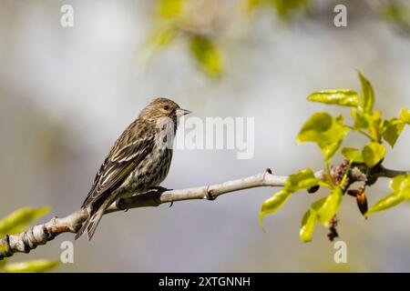 Pine Siskin thront auf einer Zweigstelle in SüdzentralAlaska. Stockfoto