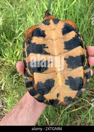 Holzschildkröte (Glyptemys insculpta) Reptilia Stockfoto