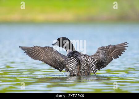 Gemeiner Loon auf dem See in SüdzentralAlaska. Stockfoto