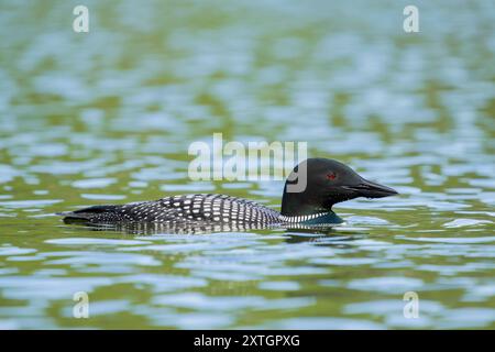 Gemeiner Loon auf dem See in SüdzentralAlaska. Stockfoto