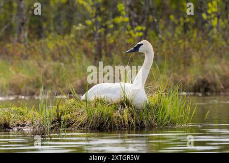 Trompeter Swan nistet auf dem See in SüdzentralAlaska. Stockfoto