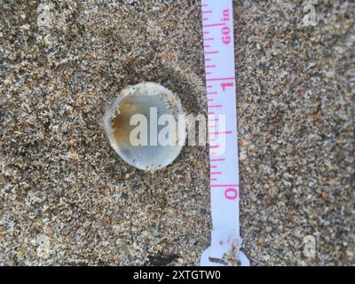 Spektrale Bittersüße Clam (Glycymeris spectralis) Mollusca Stockfoto