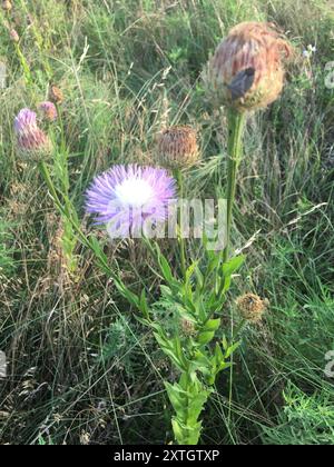 Amerikanische Körbchenblume (Plectocephalus americanus) Plantae Stockfoto