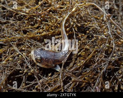 Plainfin Midshipman (Porichthys notatus) Actinopterygii Stockfoto