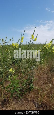 Russischer Hollyhock (Alcea rugosa) Plantae Stockfoto