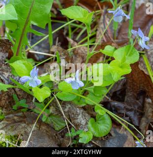 Labrador Violet (Viola labradorica) Plantae Stockfoto