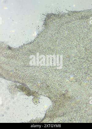 (Resinomycena rhododendri) Pilze Stockfoto