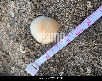 Spektrale Bittersüße Clam (Glycymeris spectralis) Mollusca Stockfoto