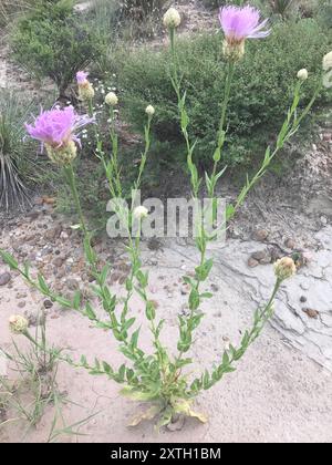 Amerikanische Körbchenblume (Plectocephalus americanus) Plantae Stockfoto