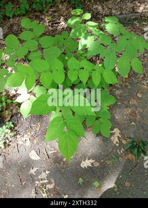 Amerikanische Spikenard (Aralia racemosa) Plantae Stockfoto