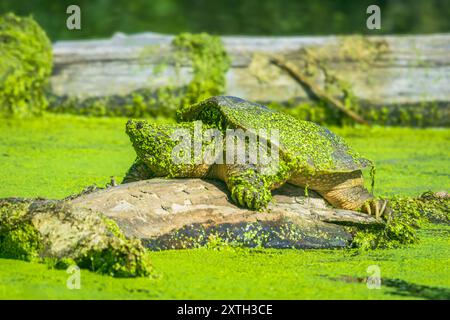 Die Schnappschildkröte ist mit Entlein bedeckt und sonnt sich morgens auf Baumstämmen im Sumpfgebiet von Castle Rock Colorado USA. Stockfoto