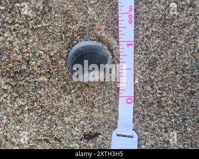 Spektrale Bittersüße Clam (Glycymeris spectralis) Mollusca Stockfoto