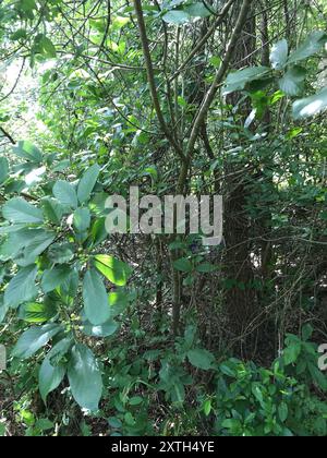 Carolina Sanddorn (Frangula caroliniana) Plantae Stockfoto