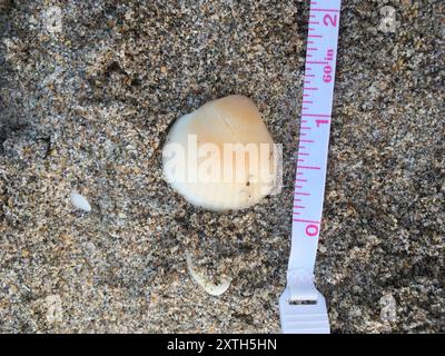 Spektrale Bittersüße Clam (Glycymeris spectralis) Mollusca Stockfoto