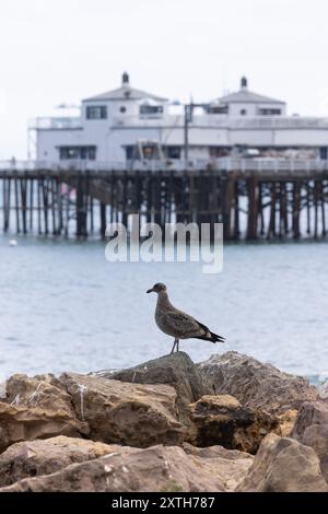 Malibu, Kalifornien, USA - 9. September 2023: Am Nachmittag scheint Sonnenlicht auf den historischen Malibu Pier, als Wellen auf einem von Vögeln umrahmten Carbon Beach krachen. Stockfoto