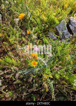 Großblütige Golddistel (Scolymus grandiflorus) Plantae Stockfoto