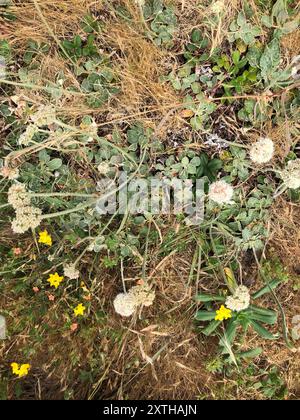 Buckweizen (Eriogonum latifolium) Plantae am Meer Stockfoto