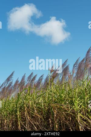 Zuckerrohr (Saccharum officinarum), mehrjähriges Gras der Familie der Poaceae, hauptsächlich wegen seines Saftes angebaut, aus dem Zucker verarbeitet wird. Stockfoto