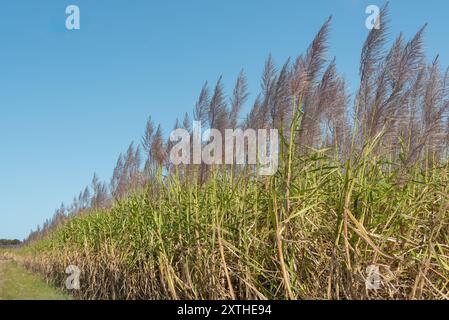 Zuckerrohr (Saccharum officinarum), mehrjähriges Gras der Familie der Poaceae, hauptsächlich wegen seines Saftes angebaut, aus dem Zucker verarbeitet wird. Stockfoto