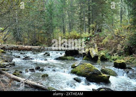 Der stürmische Bach eines sich schnell bewegenden Flusses, der von den Bergen durch den Herbstwald fließt und sich um Steine und umgestürzte Bäume mit MOS beugt Stockfoto