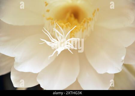 Brahma Kamal oder Saussurea Obvallata Blume im Terrassengarten, Pune, Maharashtra, Indien Stockfoto